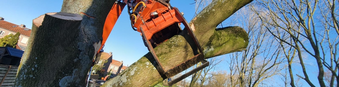 Bomen kappen in Waddinxveen